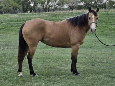 Honeysuckle Drift JW <BR> AQHA 6096633